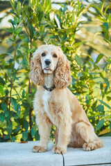 Portrait of a golden-colored American Cocker spaniel dog. Domestic purebred pets.