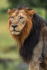 Fototapeta na wymiar portrait of Asiatic Lion 