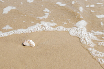 Fototapeta na wymiar Slipper Limpet shell on the shore