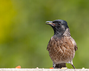 A Red Vented Bulbul Portrait