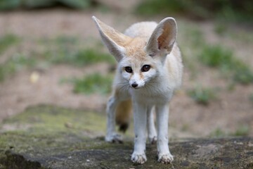 fennec fox