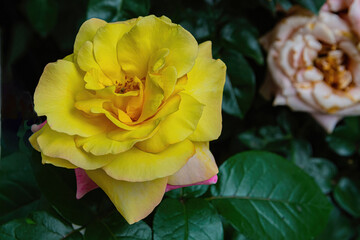 A beautiful rose flower on a background of green leaves. Delicate petals. Pleasant aroma