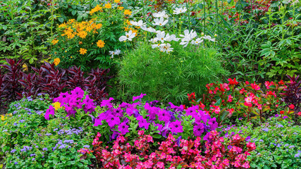 Different types of beautiful flower plants are gathered together in a flower bed. Decorating the urban landscape with fresh flowers