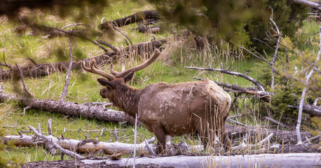 Elk eating grass near Forest in American Landscape. Yellowstone National Park. United States. Nature Background.