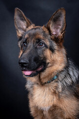 portrait of the german shepherd long hair dog