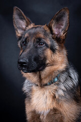 portrait of the german shepherd long hair dog