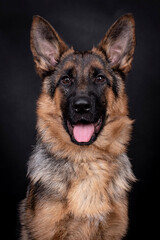 portrait of the german shepherd long hair dog
