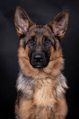 portrait of the german shepherd long hair dog