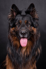 portrait of the german shepherd long hair dog