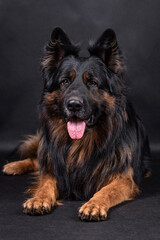 portrait of the german shepherd long hair dog