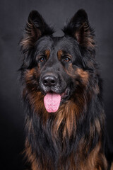 portrait of the german shepherd long hair dog