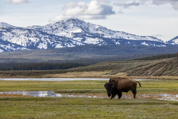 Bison eating grass in American Landscape. Yellowstone National Park. United States. Nature Background.