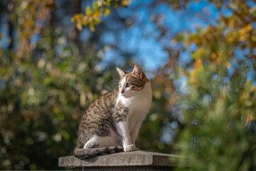 A beautiful domestic cat sits on a rustic fence.