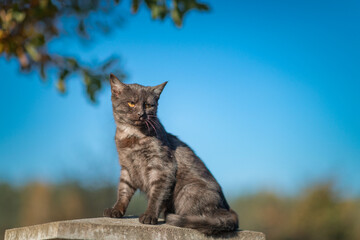 Naklejka na ściany i meble A beautiful domestic cat sits on a rustic fence.