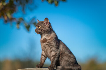 Obraz premium A beautiful domestic cat sits on a rustic fence.