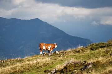 Fototapeta na wymiar Cow in Alps mountains. Cattle livestock in Salzburger land, Austria