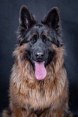 portrait of the german shepherd long hair dog