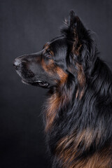 portrait of the german shepherd long hair dog