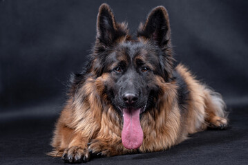 portrait of the german shepherd long hair dog