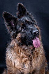 portrait of the german shepherd long hair dog