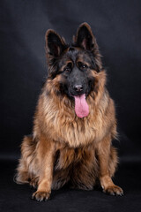 portrait of the german shepherd long hair dog