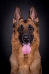 portrait of the german shepherd long hair dog