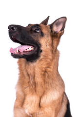 portrait of the german shepherd long hair dog