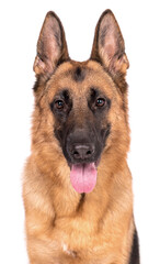 portrait of the german shepherd long hair dog