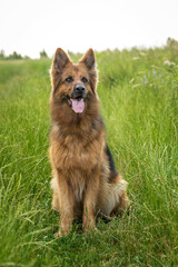 Obraz na płótnie Canvas portrait of the german shepherd long hair dog