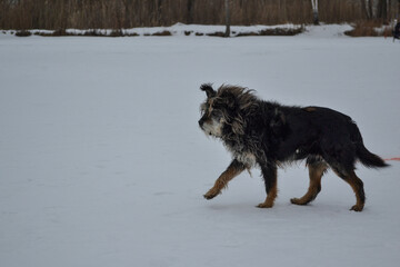 a stray shaggy dog wanders in winter on a frozen lake dusted with snow