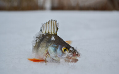 in winter on the lake, a perch caught by a fisherman spread its dorsal fin dusted with snow