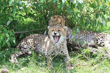 two cheetah cubs resting in the shade of a bush