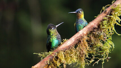 Fiery-throated hummingbirds (Panterpe insignis) perched on a branch at the high altitude Paraiso...
