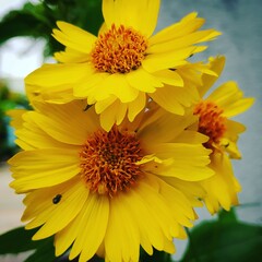 yellow flower in the garden