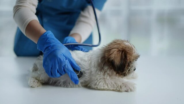 Female veterinarian is examining a puppy dog