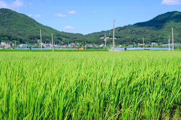 Fototapeta premium Korean traditional rice farming. Korean rice farming scenery. Korean rice paddies.Rice field and the sky in Ganghwa-do, Incheon, South Korea.
