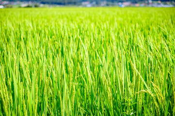 Obraz premium Korean traditional rice farming. Korean rice farming scenery. Korean rice paddies.Rice field and the sky in Ganghwa-do, Incheon, South Korea.