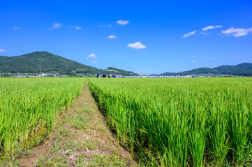 Fototapeta na wymiar Korean traditional rice farming. Korean rice farming scenery. Korean rice paddies.Rice field and the sky in Ganghwa-do, Incheon, South Korea.