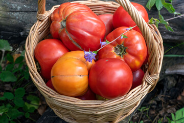 Ripe fresh tomatoes are in the basket.eco food home gardening concept.