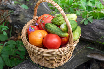 A full basket of tomatoes and cucumbers.Fresh harvest..eco food home gardening concept.