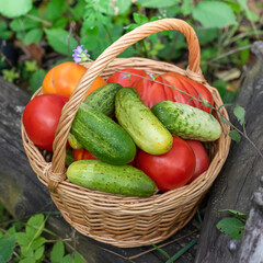 A full basket of tomatoes and cucumbers.Fresh harvest..eco food home gardening concept.