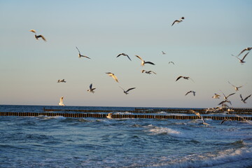 Fototapeta na wymiar Möwen fliegen auf der Ostee vor der Insel Rügen