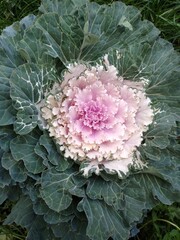 decorative cabbage with a white middle close-up