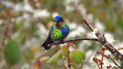 Fiery-throated hummingbird (Panterpe insignis) perched on a branch at the high altitude Paraiso...