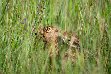 Head of European Hare