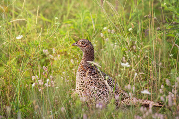 pheasant in the grass