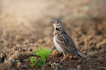 Eurasian Skylark, close up