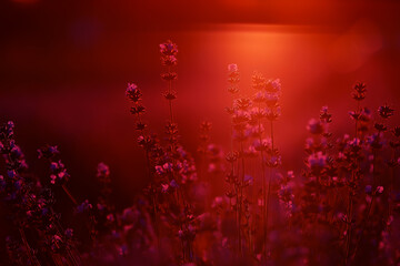 close up of bushes lavender blooming scented fields on sunset. lavender purple aromatic flowers at lavender fields of the French Provence near Paris.