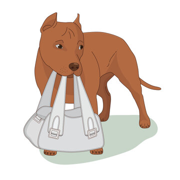 Вrown dog standing and holding a female bag. American Staffordshire terrier. Vector illustration, flat style, isolated on white background.