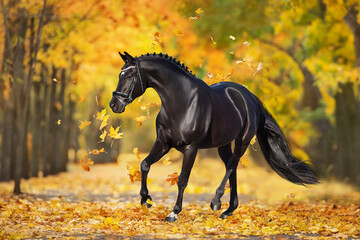 Black stallion trotting against fall yellow trees - obrazy, fototapety, plakaty